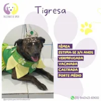 Cachorro ra a SRD-ViraLata idade 3 anos nome Tigresa