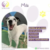 Cachorro ra a SRD-ViraLata idade 6 ou mais anos nome Milk
