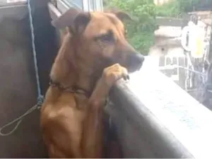 Cachorro raça SRD-ViraLata idade 1 ano nome Simba