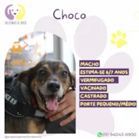 Cachorro ra a SRD-ViraLata idade 6 ou mais anos nome Choco