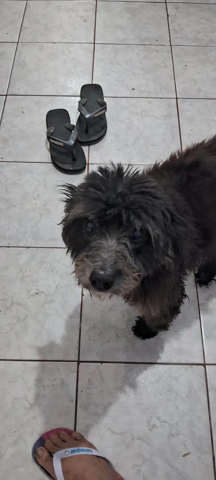 Cachorro ra a SRD-ViraLata idade 3 anos nome Neguinha e negão 