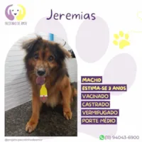 Cachorro ra a SRD-ViraLata idade 3 anos nome Jeremias 