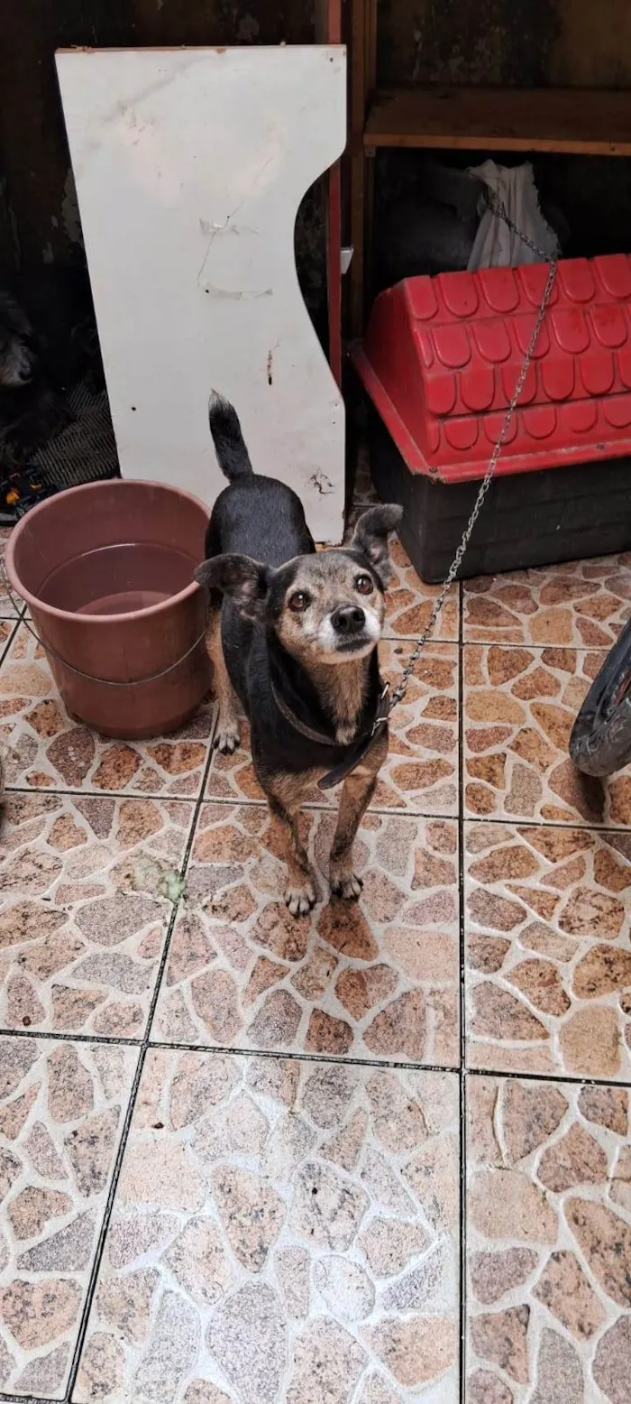 Cachorro ra a SRD-ViraLata idade 5 anos nome Pretoty