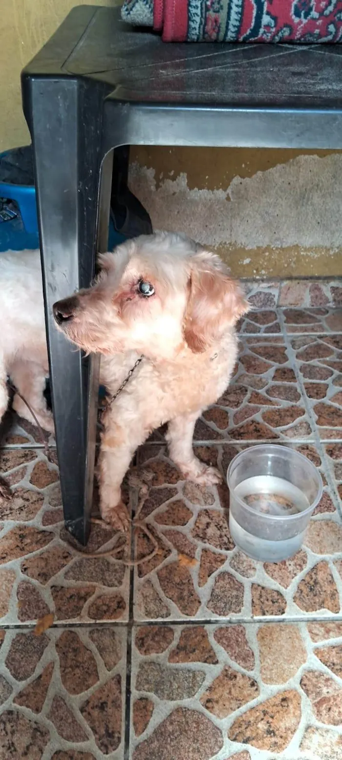 Cachorro ra a Poodle idade 2 anos nome Branco
