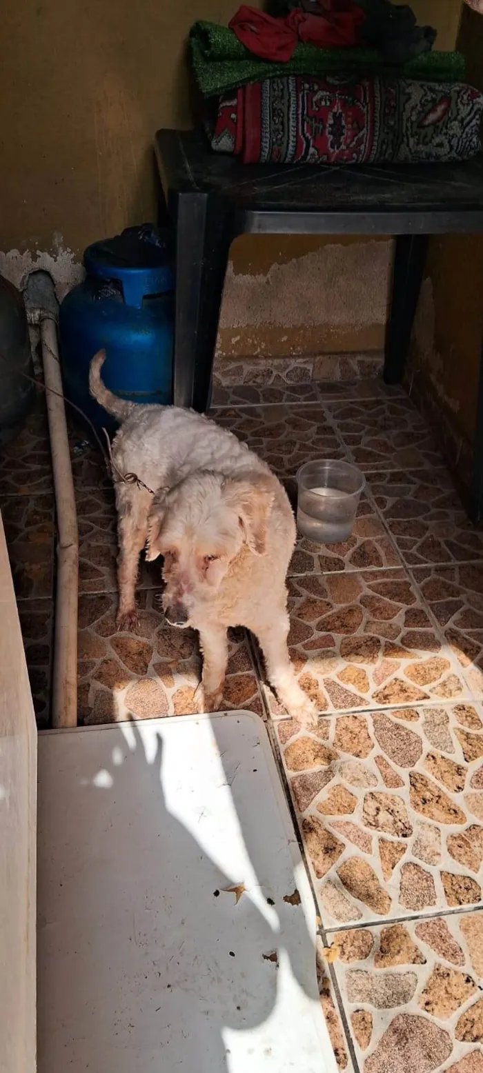 Cachorro ra a Poodle idade 2 anos nome Branco