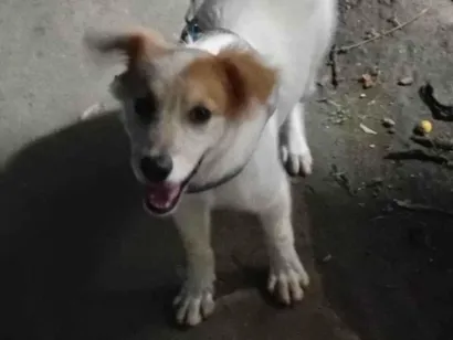 Cachorro raça SRD-ViraLata idade 2 a 6 meses nome Pingo 