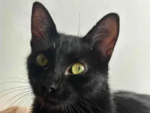 Gato raça SRD-ViraLata idade 1 ano nome Chiara
