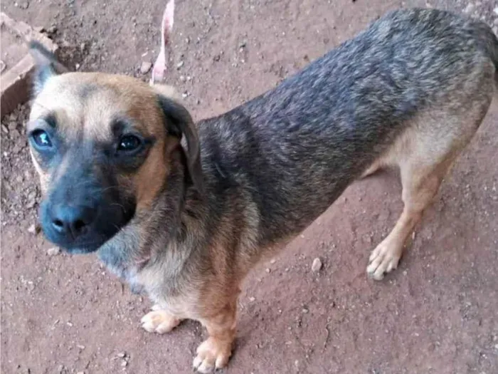 Cachorro raça SRD-ViraLata idade 7 a 11 meses nome Lili