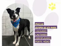 Cachorro raça SRD-ViraLata idade 3 anos nome Zeus