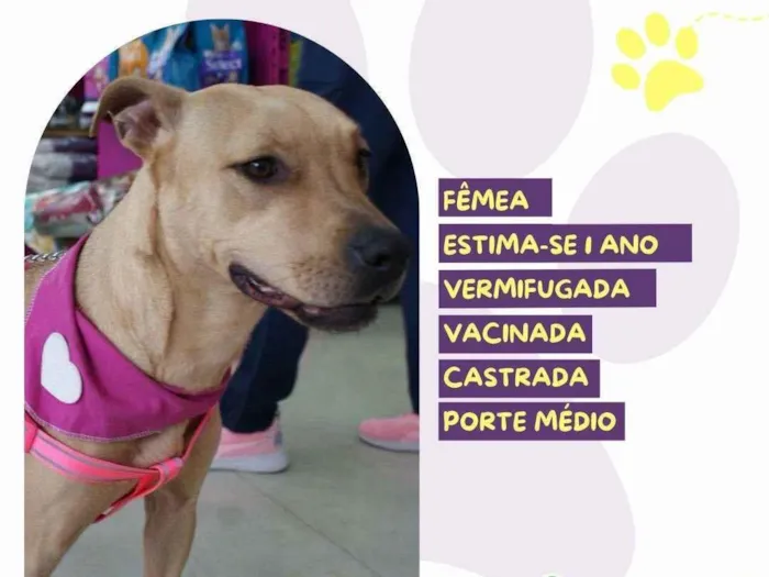 Cachorro ra a SRD-ViraLata idade 1 ano nome Melissa