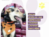 Cachorro raça SRD-ViraLata idade 1 ano nome Scooby