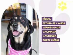 Cachorro raça SRD-ViraLata idade 4 anos nome Charlotte