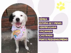 Cachorro raça SRD-ViraLata idade 7 a 11 meses nome Zuri