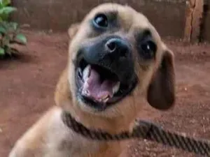 Cachorro raça SRD-ViraLata idade 7 a 11 meses nome Bob