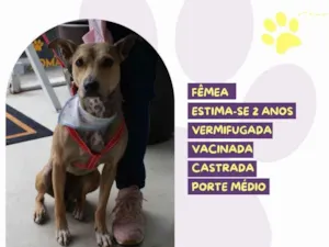Cachorro ra a SRD-ViraLata idade 2 anos nome Carmela