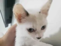 Gato raça SRD-ViraLata idade Abaixo de 2 meses nome Marie