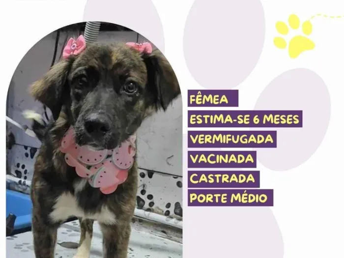 Cachorro ra a SRD-ViraLata idade 2 a 6 meses nome Laika