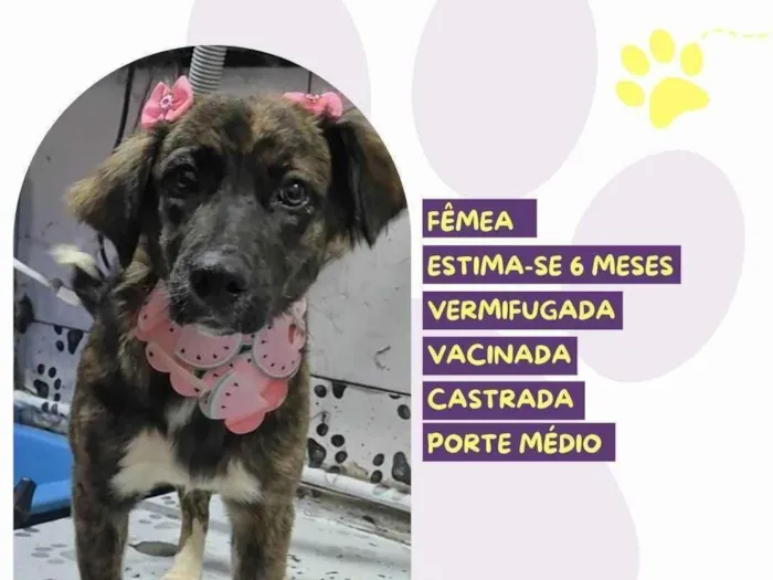 Cachorro ra a SRD-ViraLata idade 2 a 6 meses nome Laika