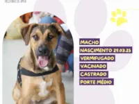 Cachorro raça SRD-ViraLata idade 7 a 11 meses nome Pope