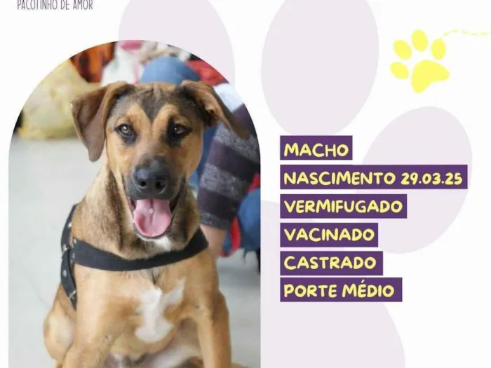 Cachorro ra a SRD-ViraLata idade 7 a 11 meses nome Pope