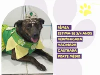 Cachorro raça SRD-ViraLata idade 3 anos nome Tigresa