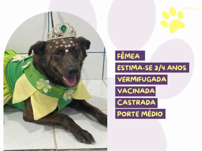 Cachorro ra a SRD-ViraLata idade 3 anos nome Tigresa