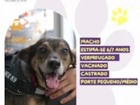 Cachorro raça SRD-ViraLata idade 6 ou mais anos nome Choco