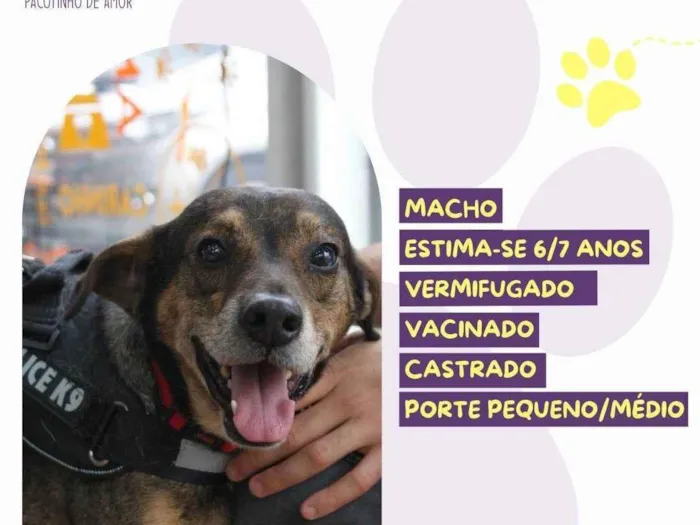 Cachorro ra a SRD-ViraLata idade 6 ou mais anos nome Choco