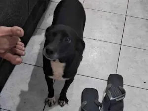 Cachorro ra a SRD-ViraLata idade 3 anos nome Neguinha e negão 