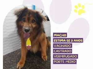 Cachorro ra a SRD-ViraLata idade 3 anos nome Jeremias 