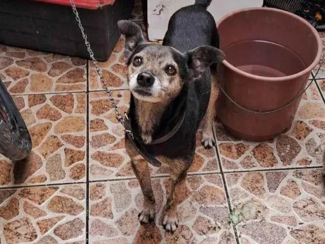Cachorro raça SRD-ViraLata idade 5 anos nome Pretoty