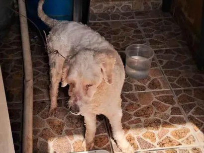Cachorro raça Poodle idade 2 anos nome Branco