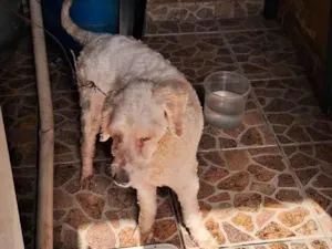 Cachorro ra a Poodle idade 2 anos nome Branco