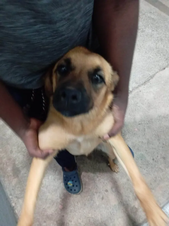 Cachorro ra a SRD-ViraLata idade 7 a 11 meses nome Zoe