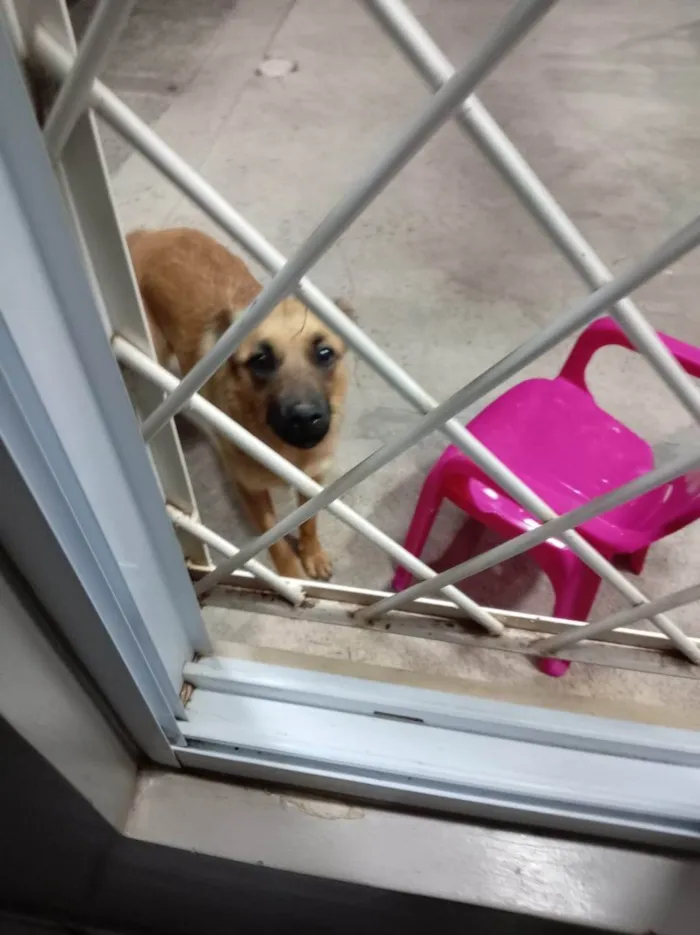 Cachorro ra a SRD-ViraLata idade 7 a 11 meses nome Zoe