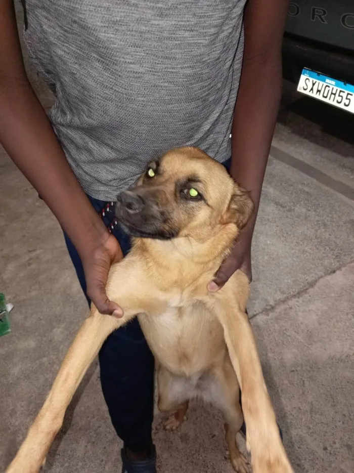 Cachorro ra a SRD-ViraLata idade 7 a 11 meses nome Zoe