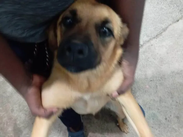 Cachorro ra a SRD-ViraLata idade 7 a 11 meses nome Zoe