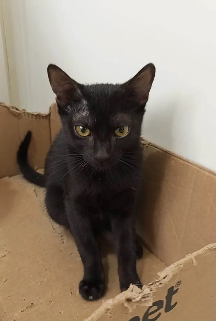 Gato ra a SRD-ViraLata idade 2 a 6 meses nome GUTA