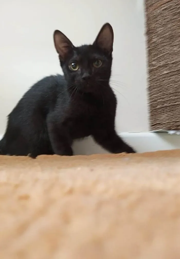 Gato ra a SRD-ViraLata idade 2 a 6 meses nome GUTA