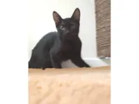 Gato raça SRD-ViraLata idade 2 a 6 meses nome GUTA