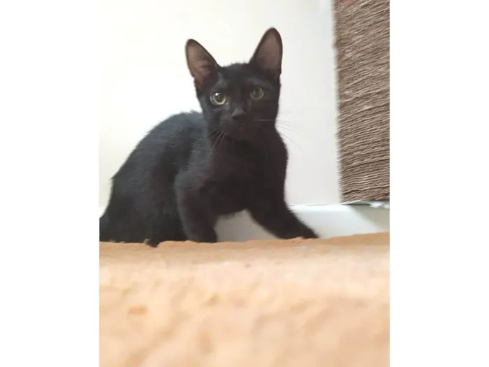 Gato ra a SRD-ViraLata idade 2 a 6 meses nome GUTA