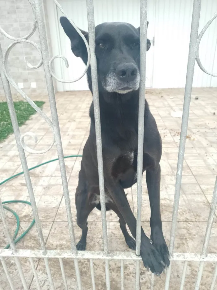 Cachorro ra a SRD-ViraLata idade 2 anos nome PETI