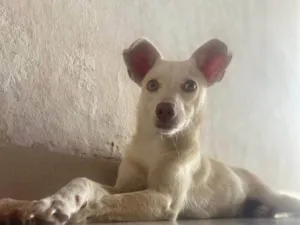 Cachorro raça SRD-ViraLata idade 2 a 6 meses nome Simba