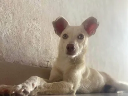 Cachorro ra a SRD-ViraLata idade 2 a 6 meses nome Simba