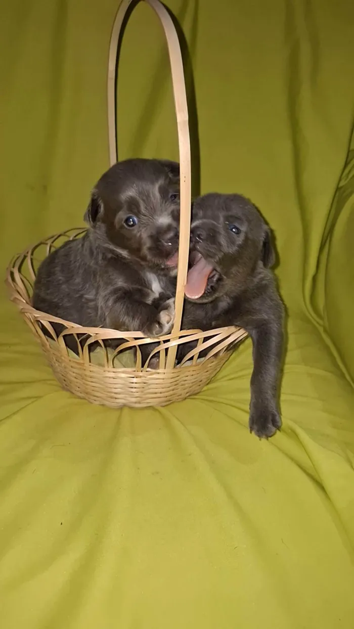 Cachorro ra a SRD-ViraLata idade Abaixo de 2 meses nome Casal de filhotes
