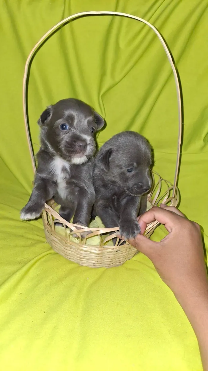 Cachorro ra a SRD-ViraLata idade Abaixo de 2 meses nome Casal de filhotes