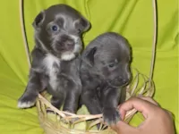 Cachorro raça SRD-ViraLata idade Abaixo de 2 meses nome Casal de filhotes