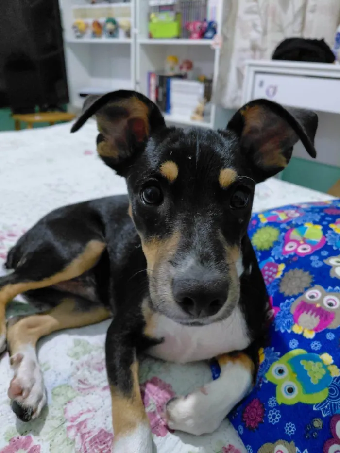 Cachorro ra a SRD-ViraLata idade 7 a 11 meses nome Zé 