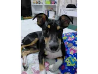 Cachorro raça SRD-ViraLata idade 7 a 11 meses nome Zé 