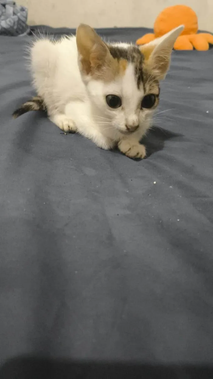 Gato ra a Siamês idade Abaixo de 2 meses nome Nebula 